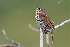 Fox Sparrow